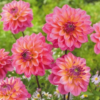 Георгина Грейт Сайленс - Dolina-Sad.Ru