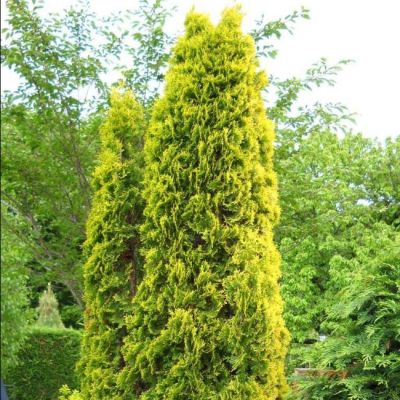 Туя западная Ауресценс Туя западная Ауресценс фото