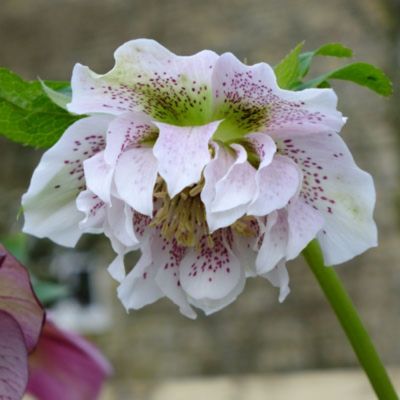 Морозник Дубль Вайт Спот - Dolina-Sad.Ru