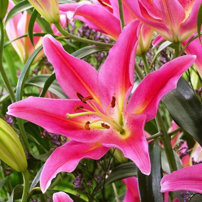 Лилия Маунт Кук 2 шт Лилия Маунт Кук 2 шт фото