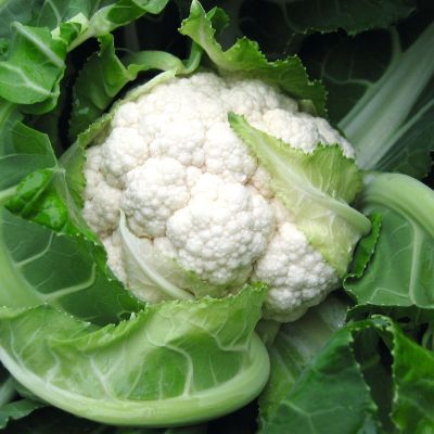 Капуста цветная Балбоа F1 (Голландия) Капуста цветная Балбоа F1 (Голландия) фото