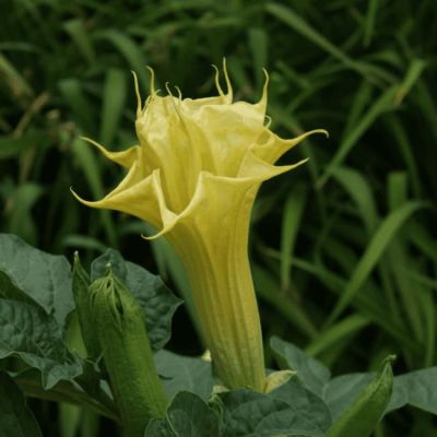 Дурман метел Балерина еллоу фото