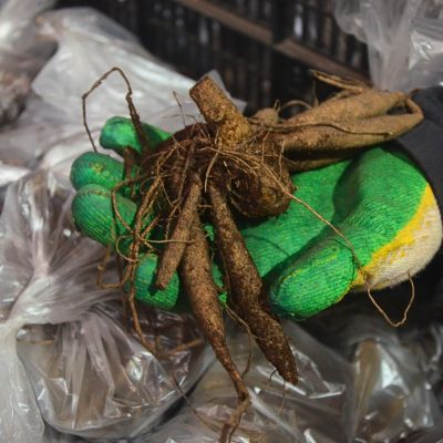 Георгина Бишоп оф Кантербери Георгина Бишоп оф Кантербери - Dolina-Sad.Ru