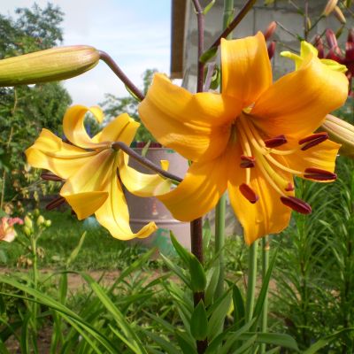 Лилия Пёрл Джастин Лилия Пёрл Джастин - Dolina-Sad.Ru