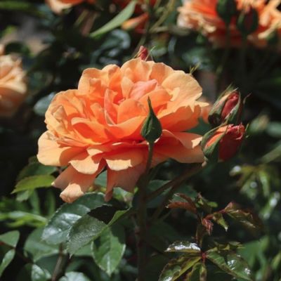 Роза Скайлайн, С2 Роза Скайлайн, С2 - Dolina-Sad.Ru