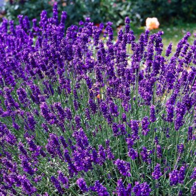 Лаванда узколистная Дварф Блю Лаванда узколистная Дварф Блю - Dolina-Sad.Ru