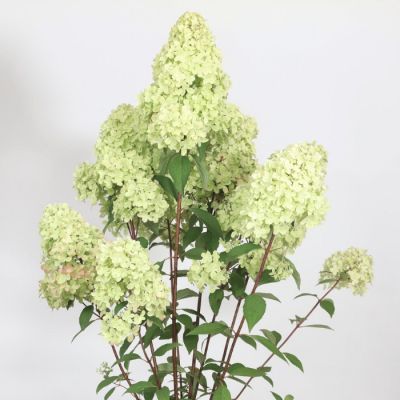 Гортензия метельчатая Петит Флори Гортензия метельчатая Петит Флори - Dolina-Sad.Ru