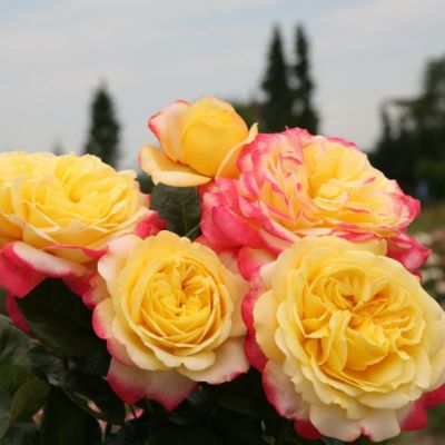 Роза Юбилей Кордеса Роза Юбилей Кордеса - Dolina-Sad.Ru