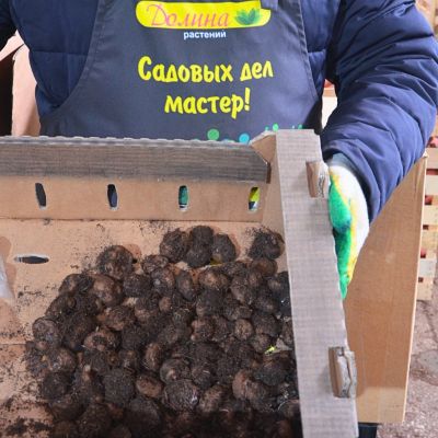 Бегония Маргината вайт/ред Бегония Маргината вайт/ред фото