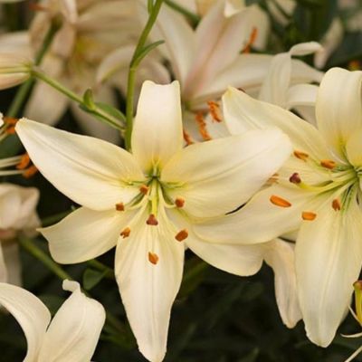 Лилия Пурпл Френцис Лилия Пурпл Френцис - Dolina-Sad.Ru