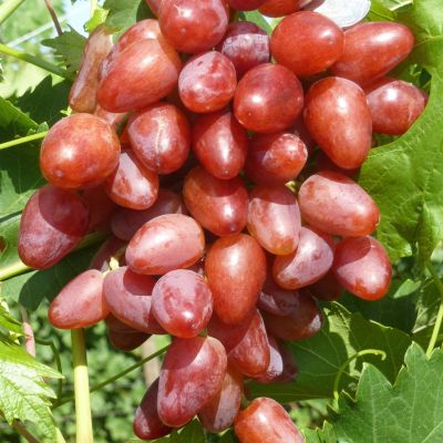 Виноград Легенда Аксая - Dolina-Sad.Ru