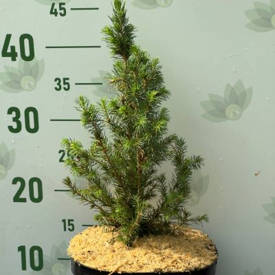 Ель сизая Коника Десембер, С3 Ель сизая Коника Десембер, С3 - Dolina-Sad.Ru