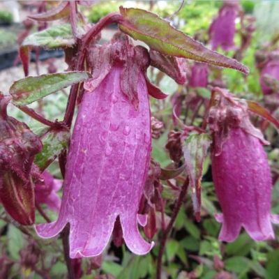 Колокольчик точечный Рубрифолия , x Колокольчик точечный Рубрифолия , x фото