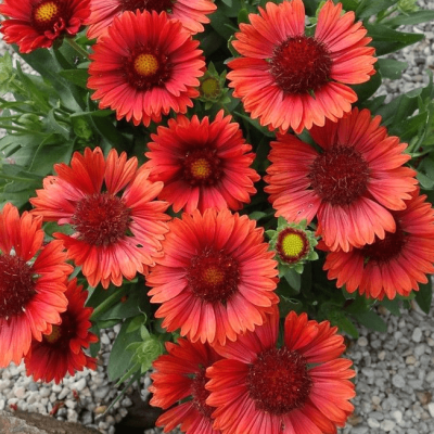 Гайлардия Спинтор Ред , С1,5 Гайлардия Спинтор Ред , С1,5 фото