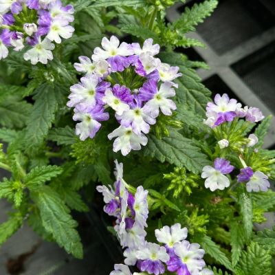 Вербена Вискет Дарк Пурпл Вербена Вискет Дарк Пурпл - Dolina-Sad.Ru
