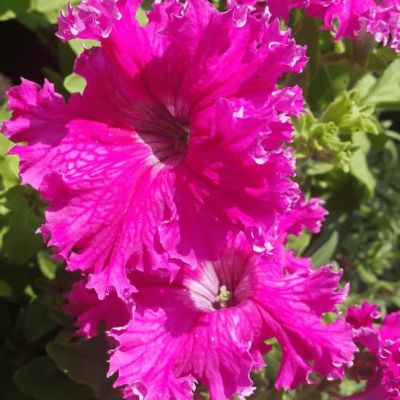 Петуния Фриллитуния роз Петуния Фриллитуния роз фото