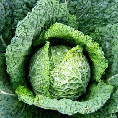 Капуста савойская Голубцы автор фото