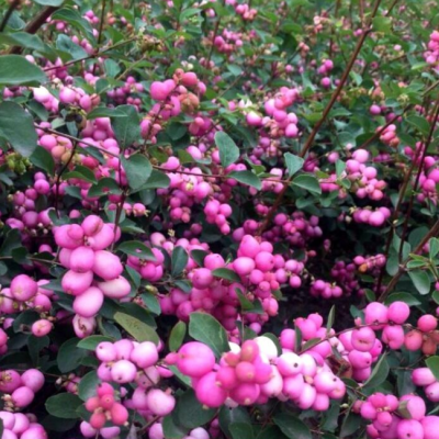 Снежноягодник доренбоза Мэджик Берри Снежноягодник доренбоза Мэджик Берри фото