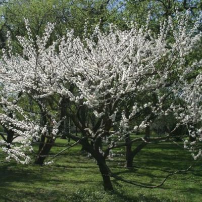 Абрикос Маньчжурский Абрикос Маньчжурский - Dolina-Sad.Ru