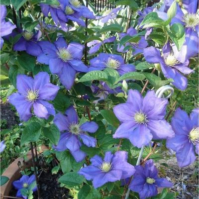 Клематис Генерал Сикорски, С2 Клематис Генерал Сикорски, С2 фото