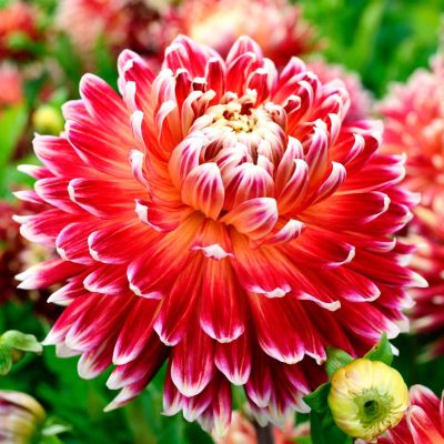 Георгина Акита Георгина Акита фото