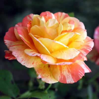 Роза Марвелл Роза Марвелл - Dolina-Sad.Ru