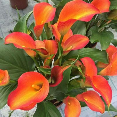 Калла Оранж Каунти Калла Оранж Каунти - Dolina-Sad.Ru