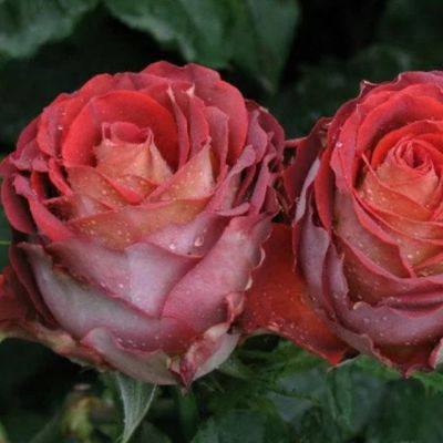 Роза Гиннесс Роза Гиннесс - Dolina-Sad.Ru