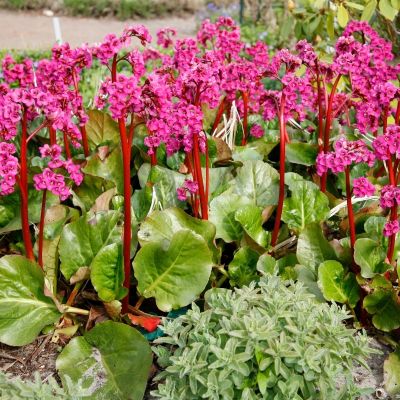 Бадан Моргенроте - Dolina-Sad.Ru