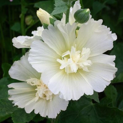 Шток-Роза Спринг Селебрейтис Уайт Шток-Роза Спринг Селебрейтис Уайт - Dolina-Sad.Ru