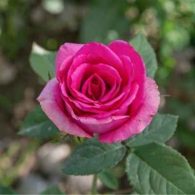 Роза Гранд Гала розовый - Dolina-Sad.Ru