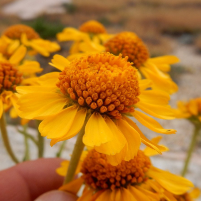 Гелениум Хупа Гелениум Хупа фото