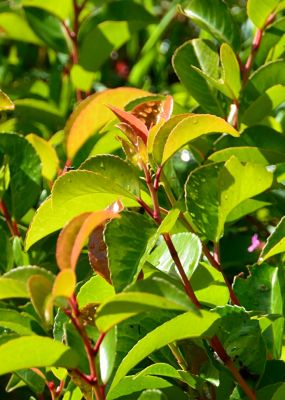 Лавровишня португальская Тико фото