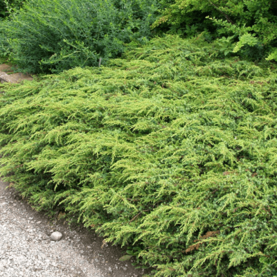 Можжевельник обыкновенный Репанда Можжевельник обыкновенный Репанда фото