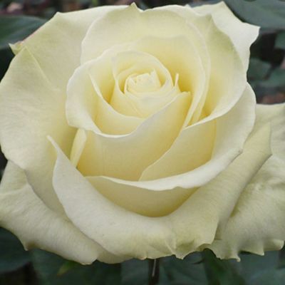 Роза Мондиаль Роза Мондиаль фото