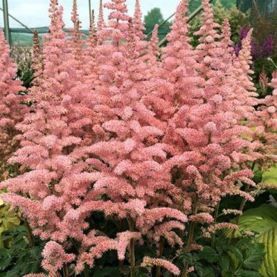 Астильба Глиттер энд Гламур Астильба Глиттер энд Гламур - Dolina-Sad.Ru