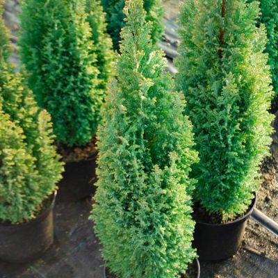 Кипарисовик Лавсона Эллвудс Голд Кипарисовик Лавсона Эллвудс Голд - Dolina-Sad.Ru