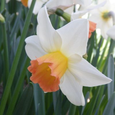 Нарцисс Ассент Нарцисс Ассент - Dolina-Sad.Ru