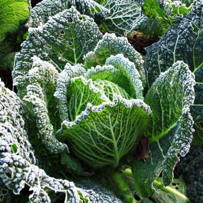 Капуста савойская Голубцы автор фото