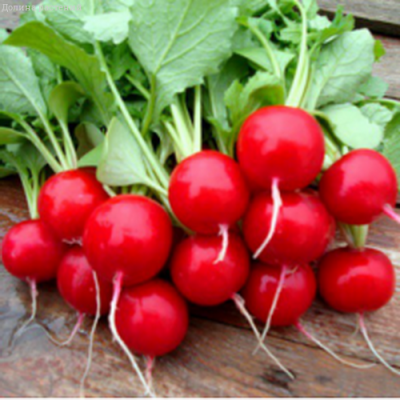 Редис Три Недельки Редис Три Недельки фото