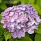 Гортензия крупнолистная Свит Липс, С2 Гортензия крупнолистная Свит Липс, С2 - Dolina-Sad.Ru