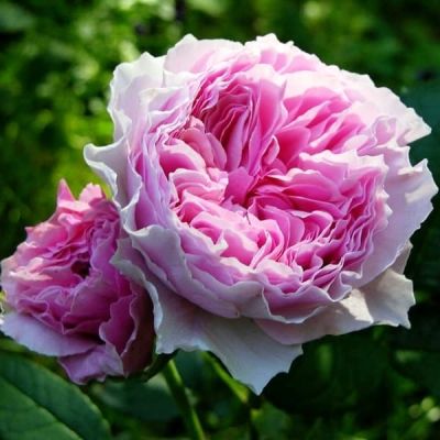 Роза Гартентраум Роза Гартентраум фото