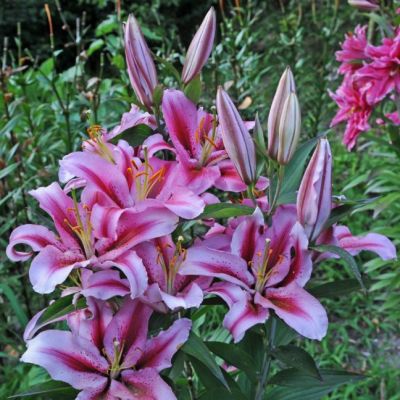 Лилия Джейберд Лилия Джейберд фото