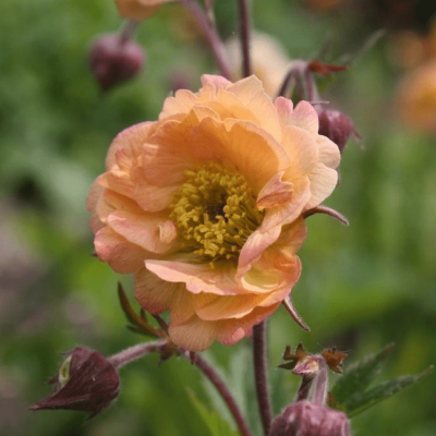 Гравилат Май Тай , Гравилат Май Тай , фото