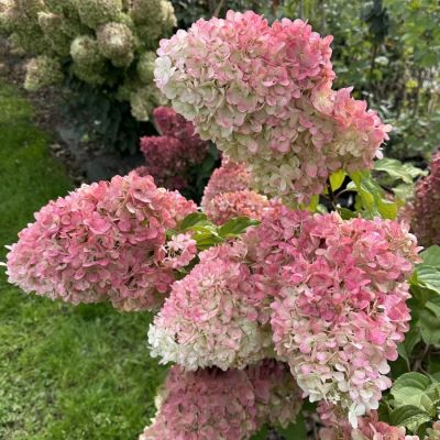 Гортензия метельчатая Краса Лесково, С3 Гортензия метельчатая Краса Лесково, С3 - Dolina-Sad.Ru