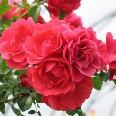 Роза Соррент Роза Соррент фото