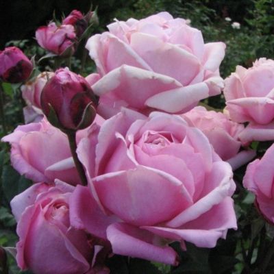 Роза Дитер Мюллер Роза Дитер Мюллер - Dolina-Sad.Ru