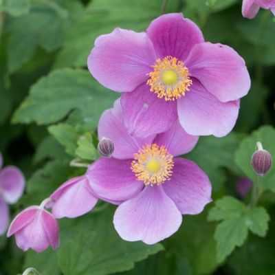 Анемона гибридная Боулс Пинк - Dolina-Sad.Ru