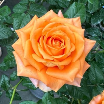 Роза Кингс Дей Роза Кингс Дей - Dolina-Sad.Ru