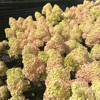 Гортензия метельчатая Петит Флори Гортензия метельчатая Петит Флори - Dolina-Sad.Ru